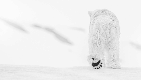 David Yarrow - Nella natura selvaggia